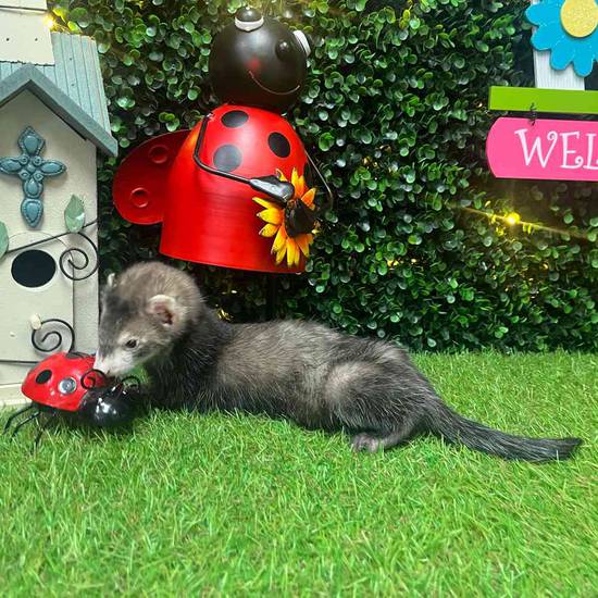 Ferret