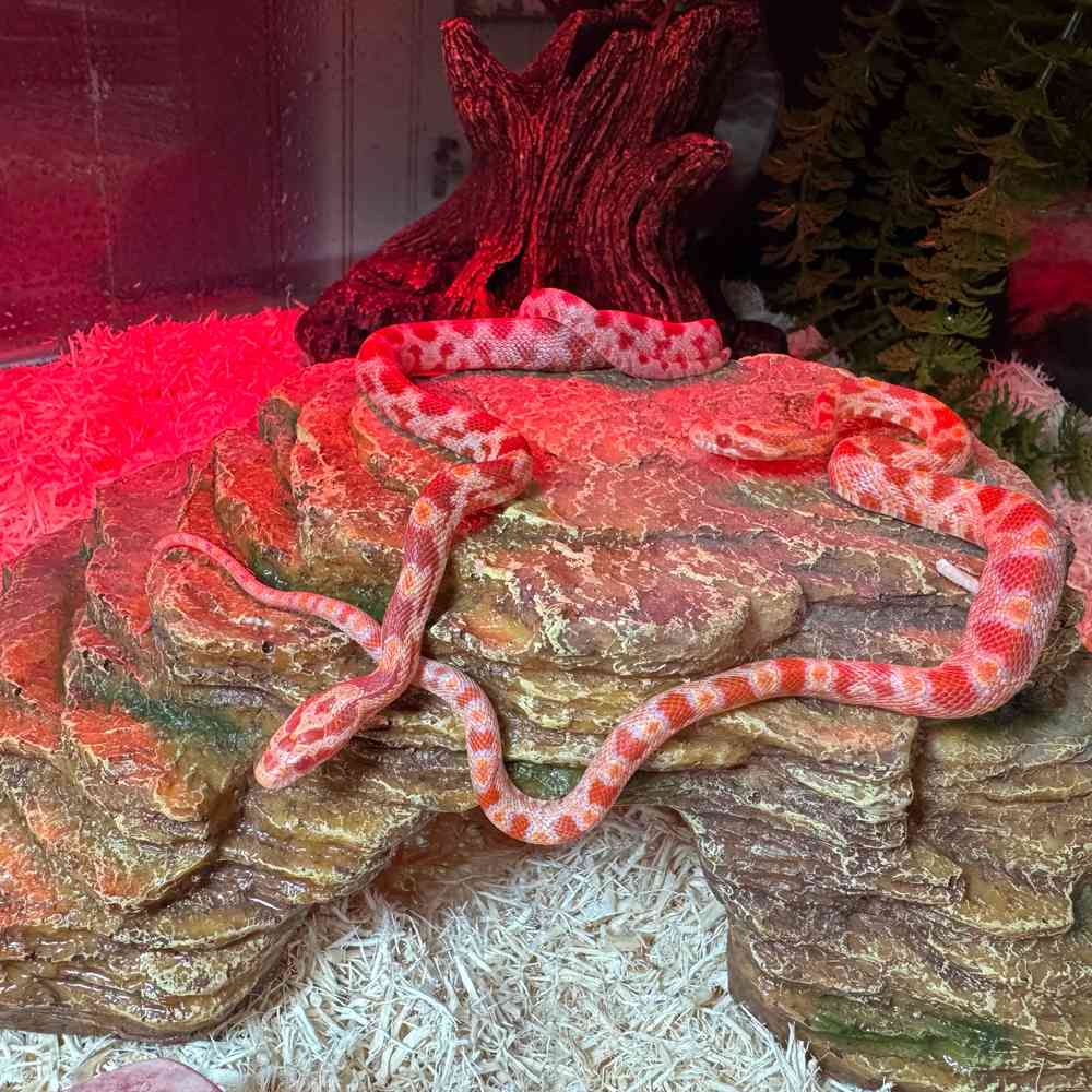 Image of a pet breed in the gallery