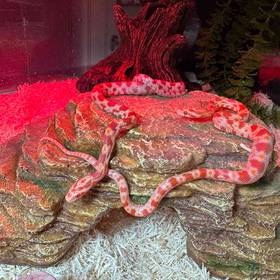 Anery Sunkissed Corn Snake