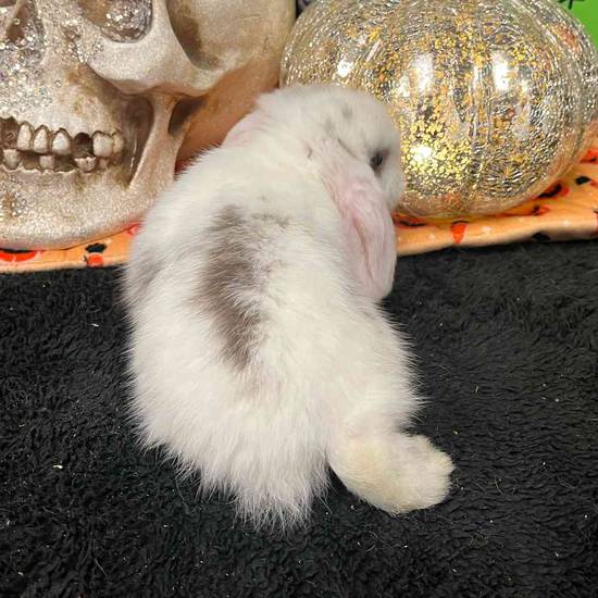 Holland Lop