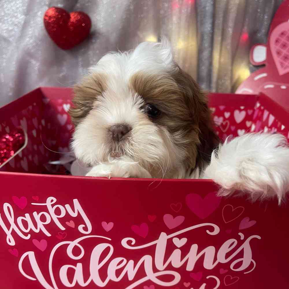 carousel pet images