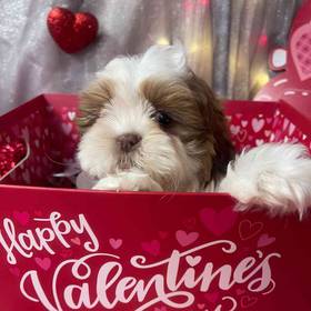 Shih Tzu
