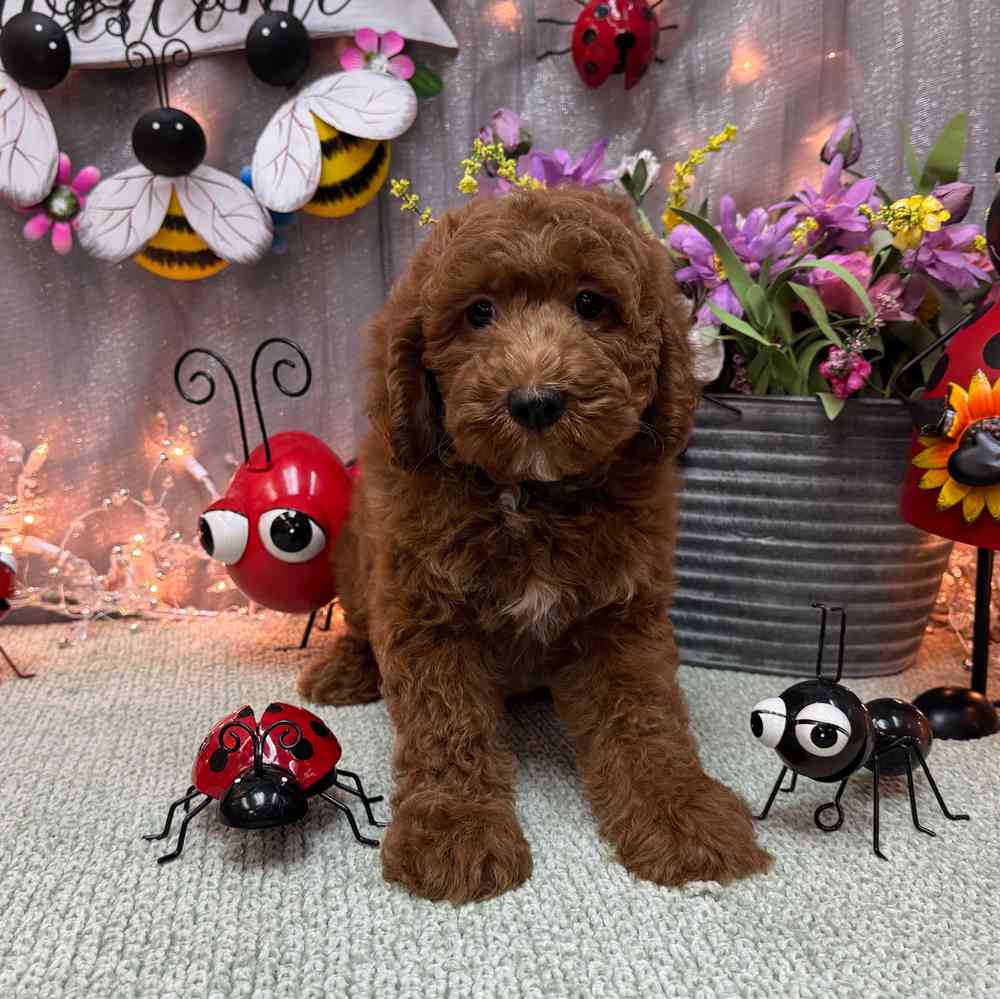 carousel pet images