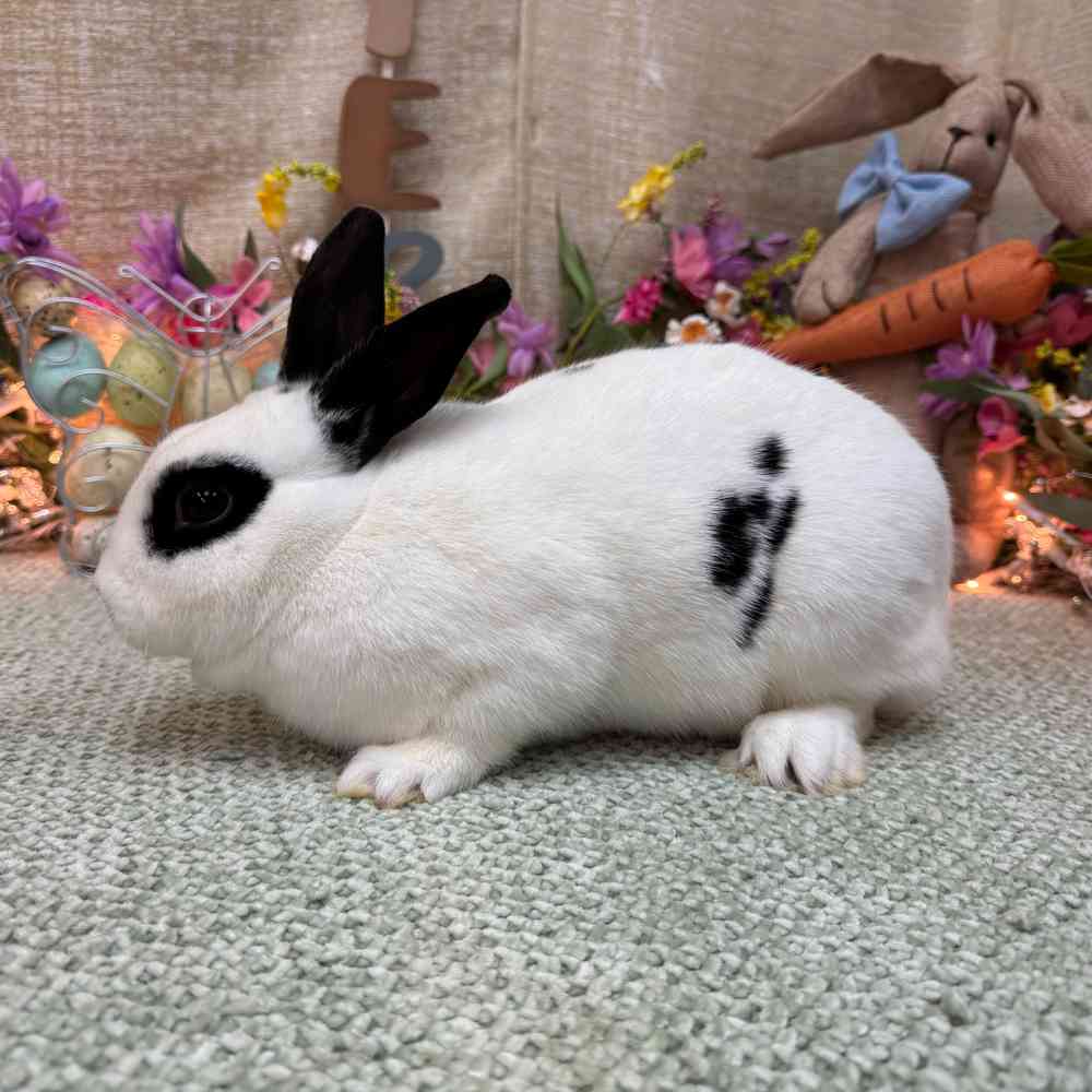 Image of a pet breed in the gallery