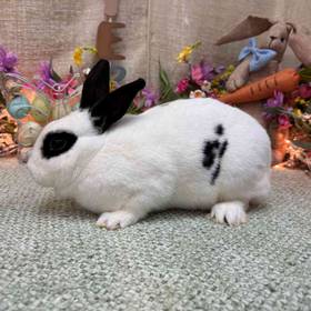 Mini Rex Mix