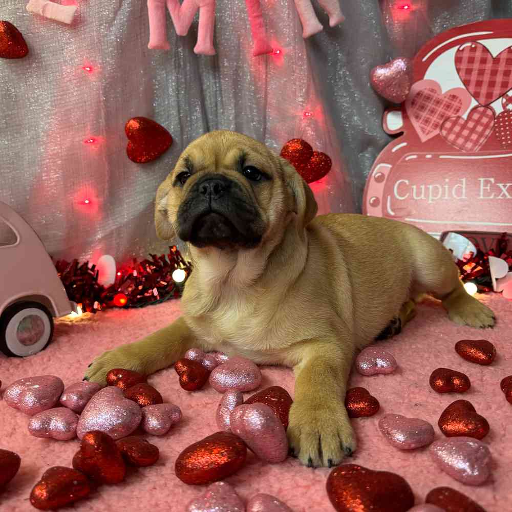carousel pet images
