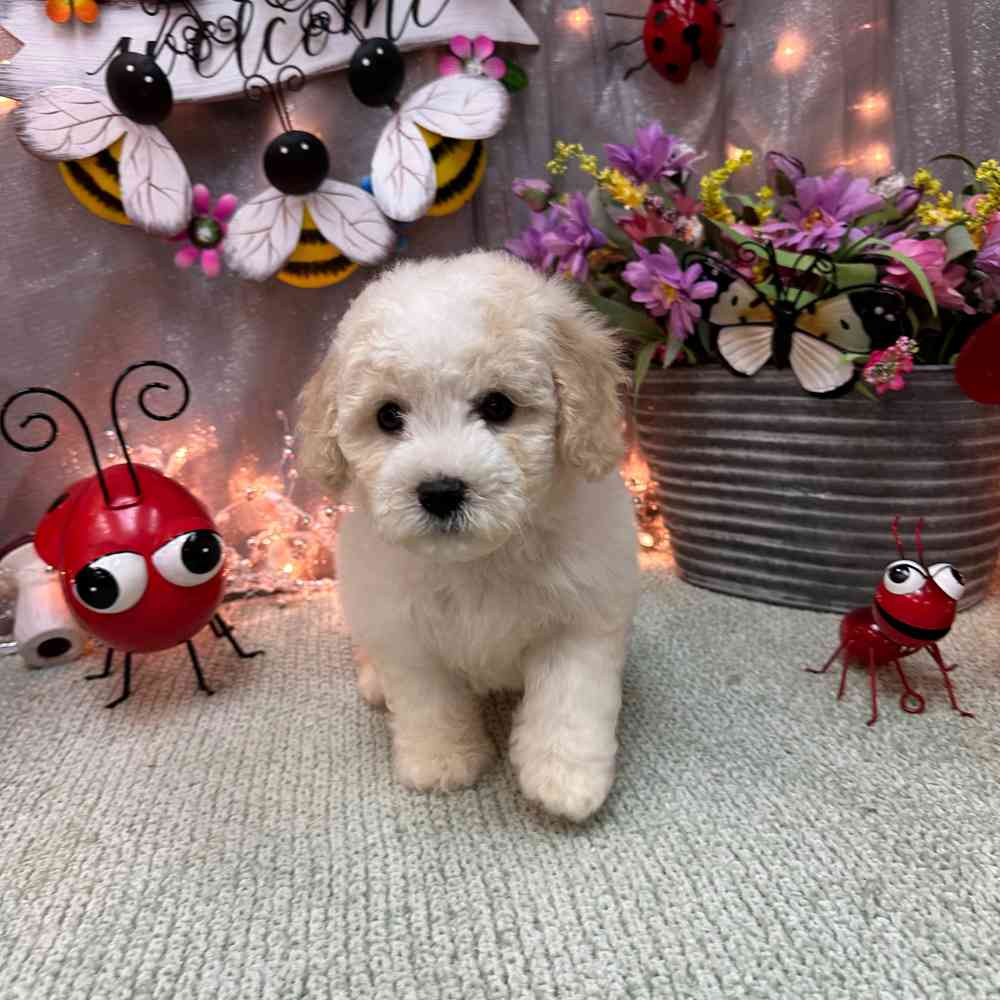 carousel pet images