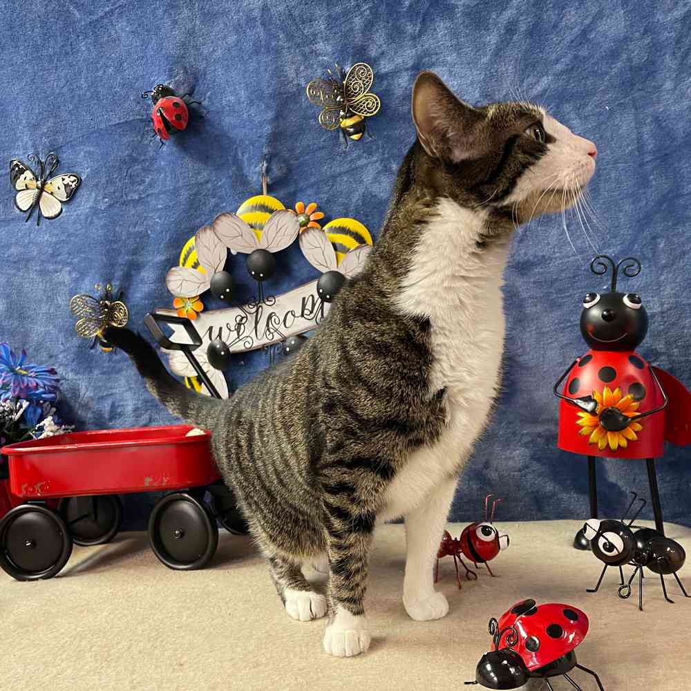 carousel pet images