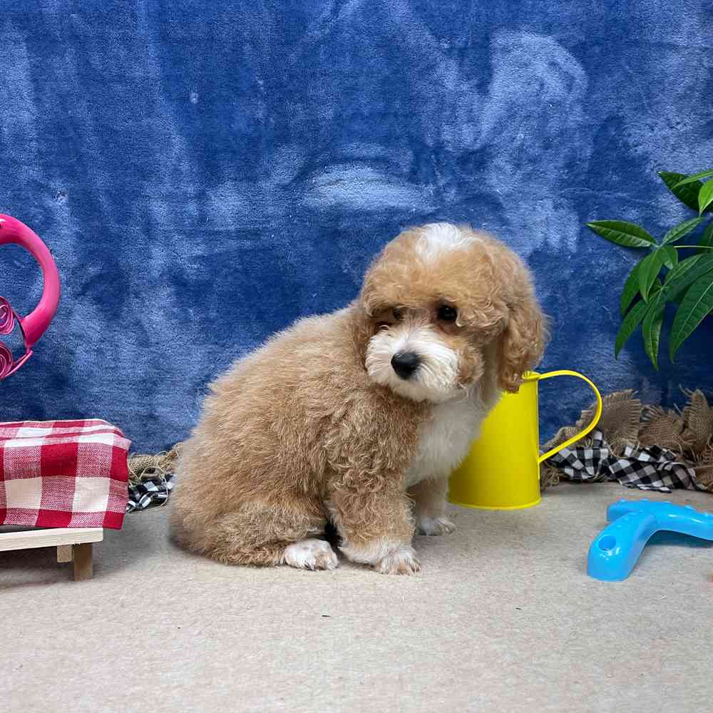 carousel pet images