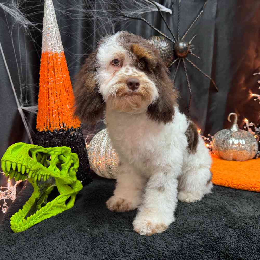 carousel pet images