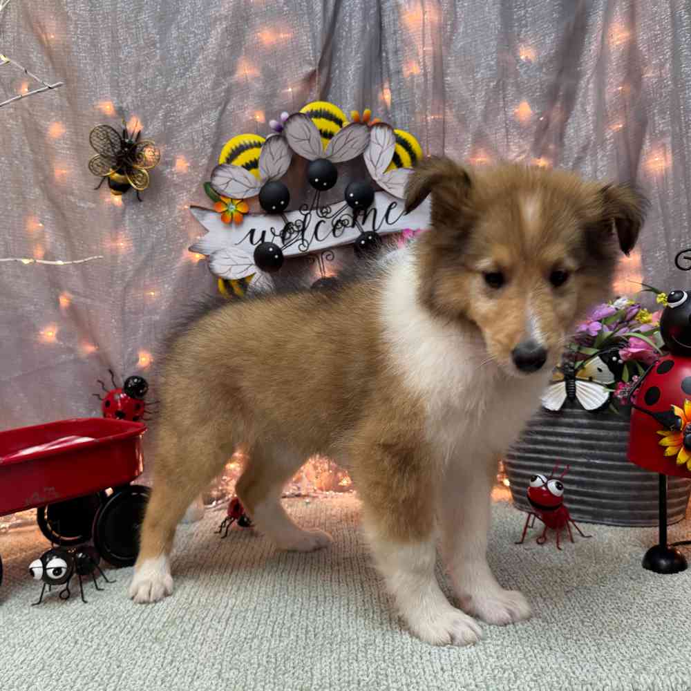 carousel pet images
