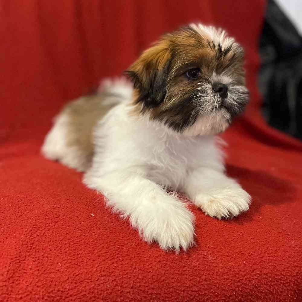 carousel pet images