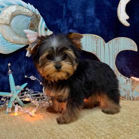 Yorkshire Terrier