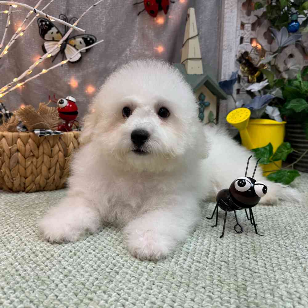 carousel pet images