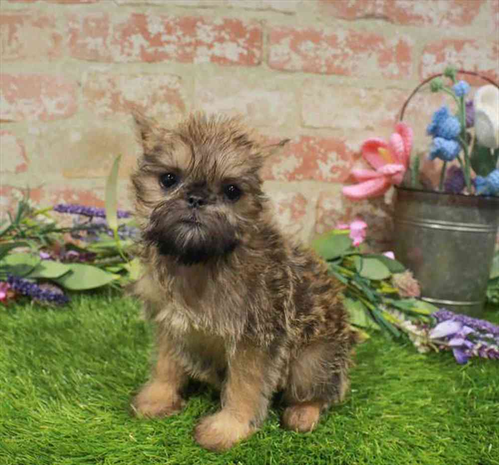 carousel pet images
