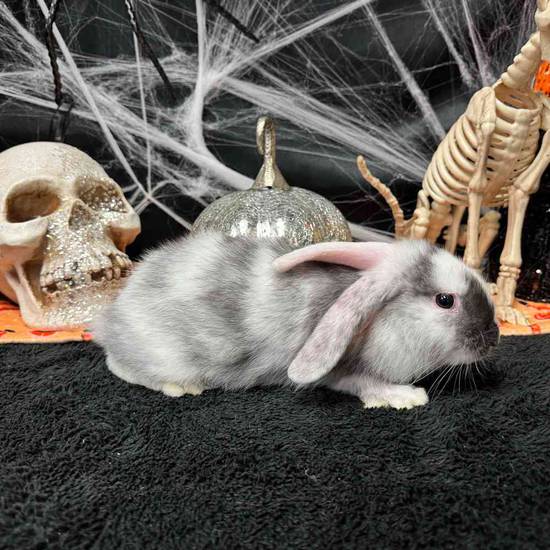 Flemish Giant Holland Lop Mix