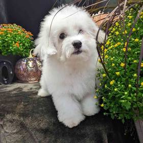 Bichon