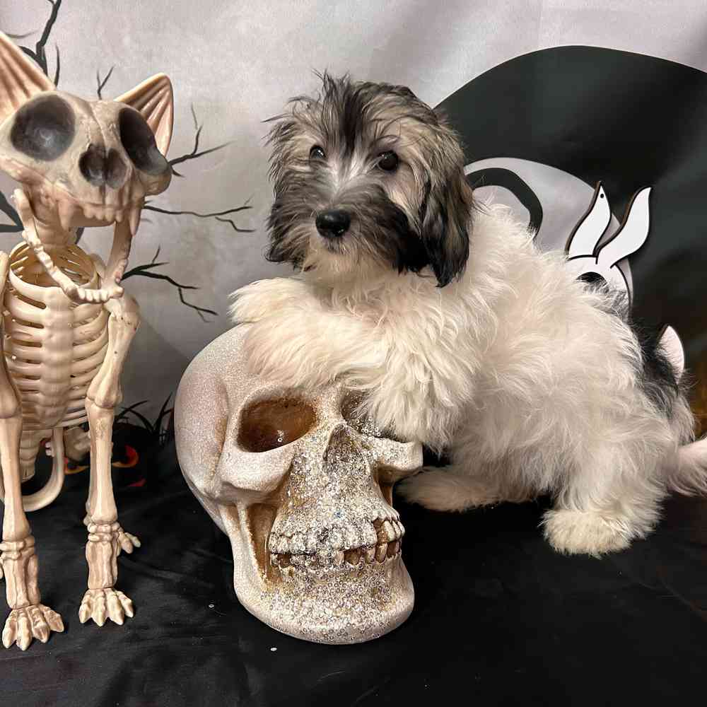 carousel pet images