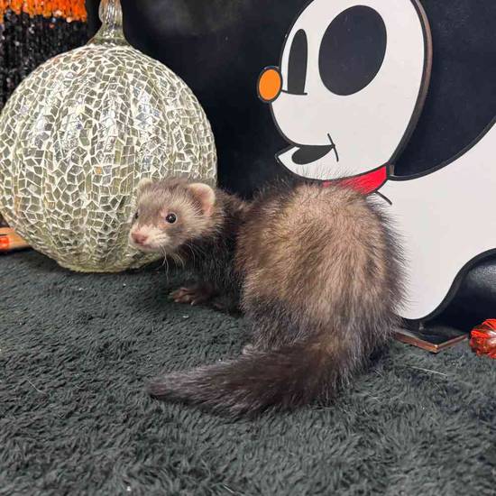 Ferret