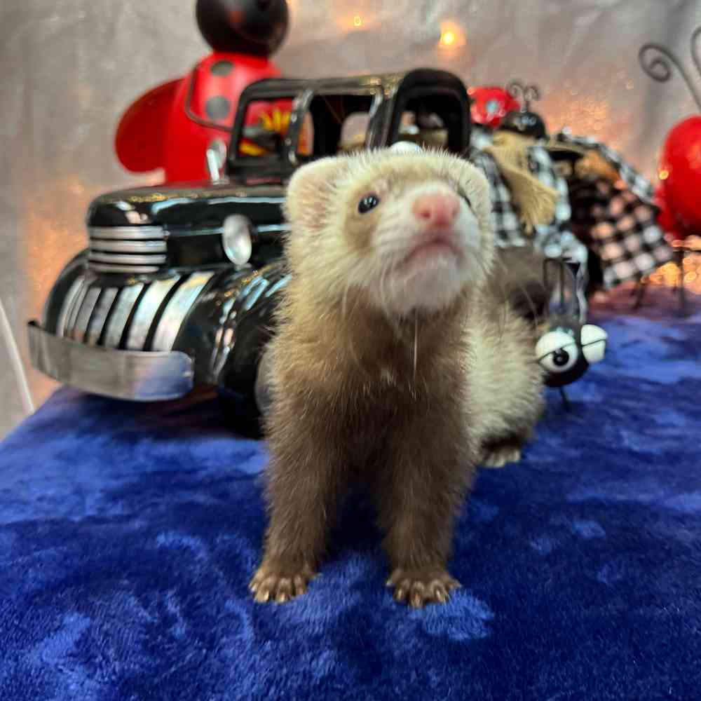 carousel pet images