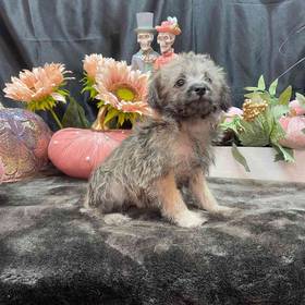 Schnoodle