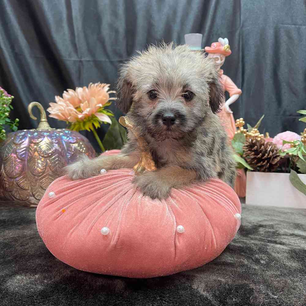 carousel pet images