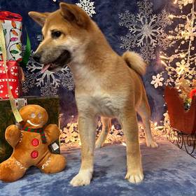 Shiba Inu