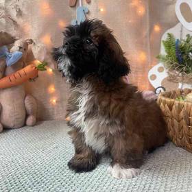 Lhasa Apso