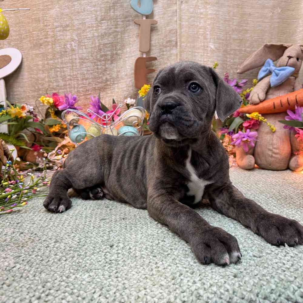 carousel pet images