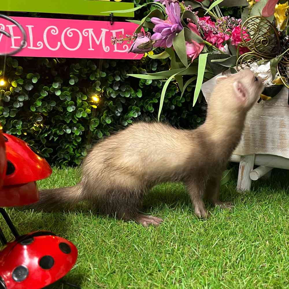carousel pet images