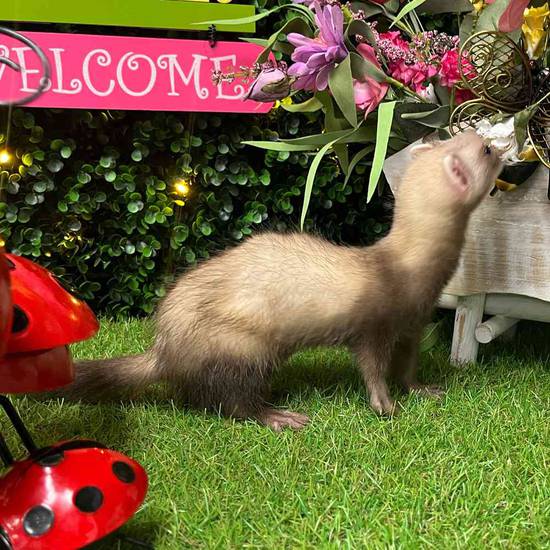 Ferret
