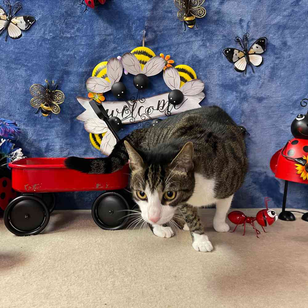 carousel pet images
