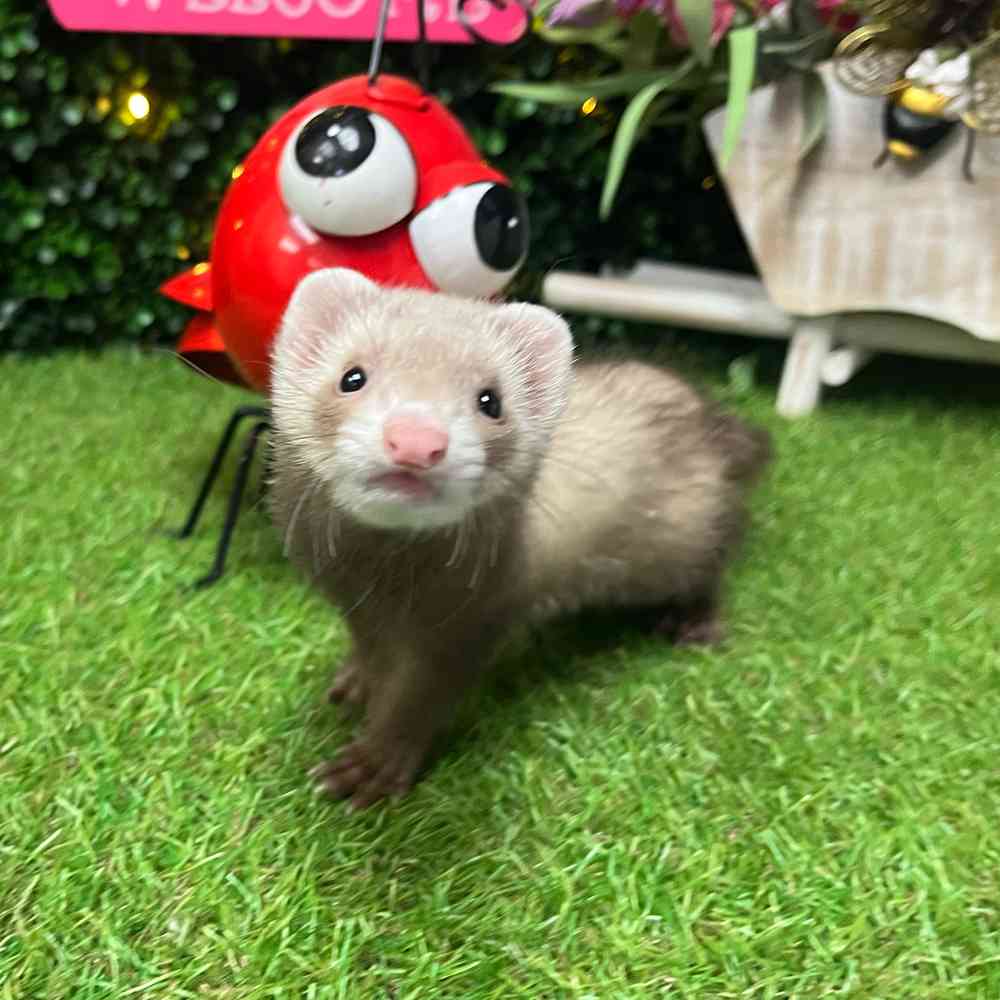 carousel pet images