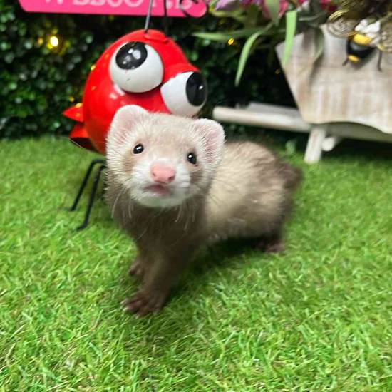 Ferret