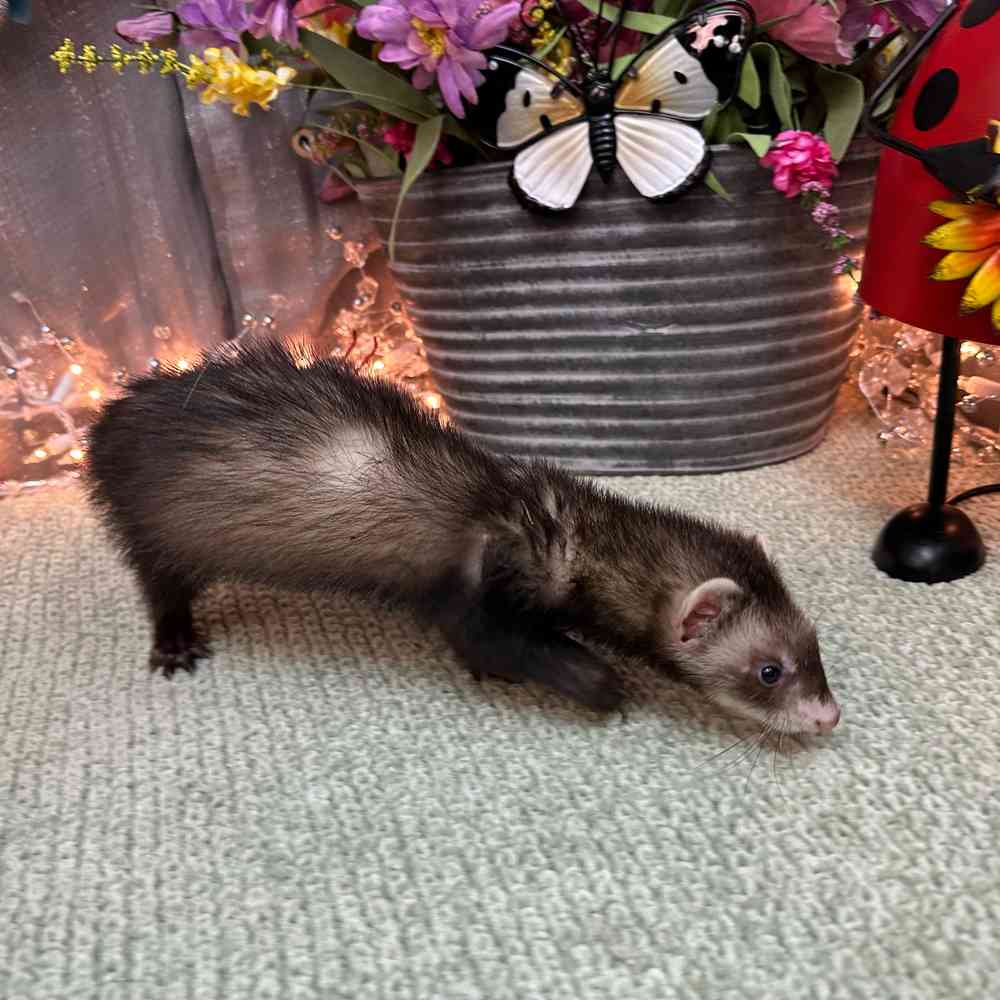 carousel pet images