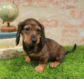 Dachshund