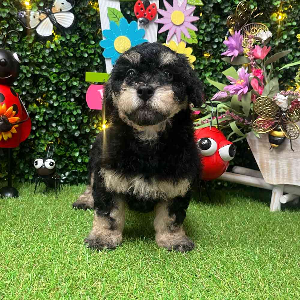 carousel pet images