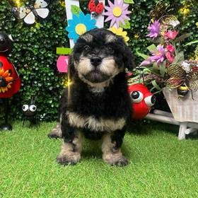 Bichon- Poo
