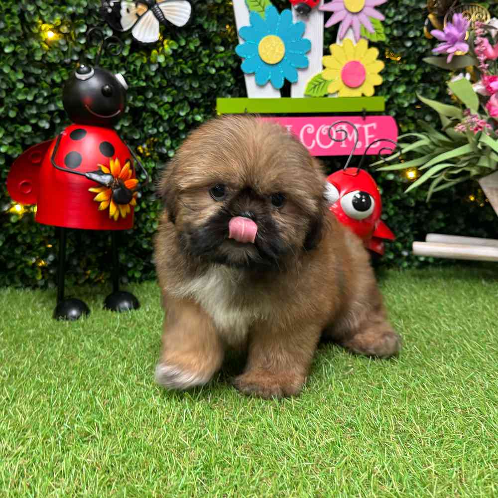 carousel pet images