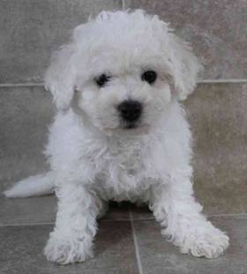 Bichon