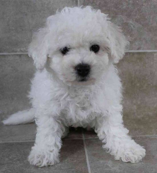 Bichon