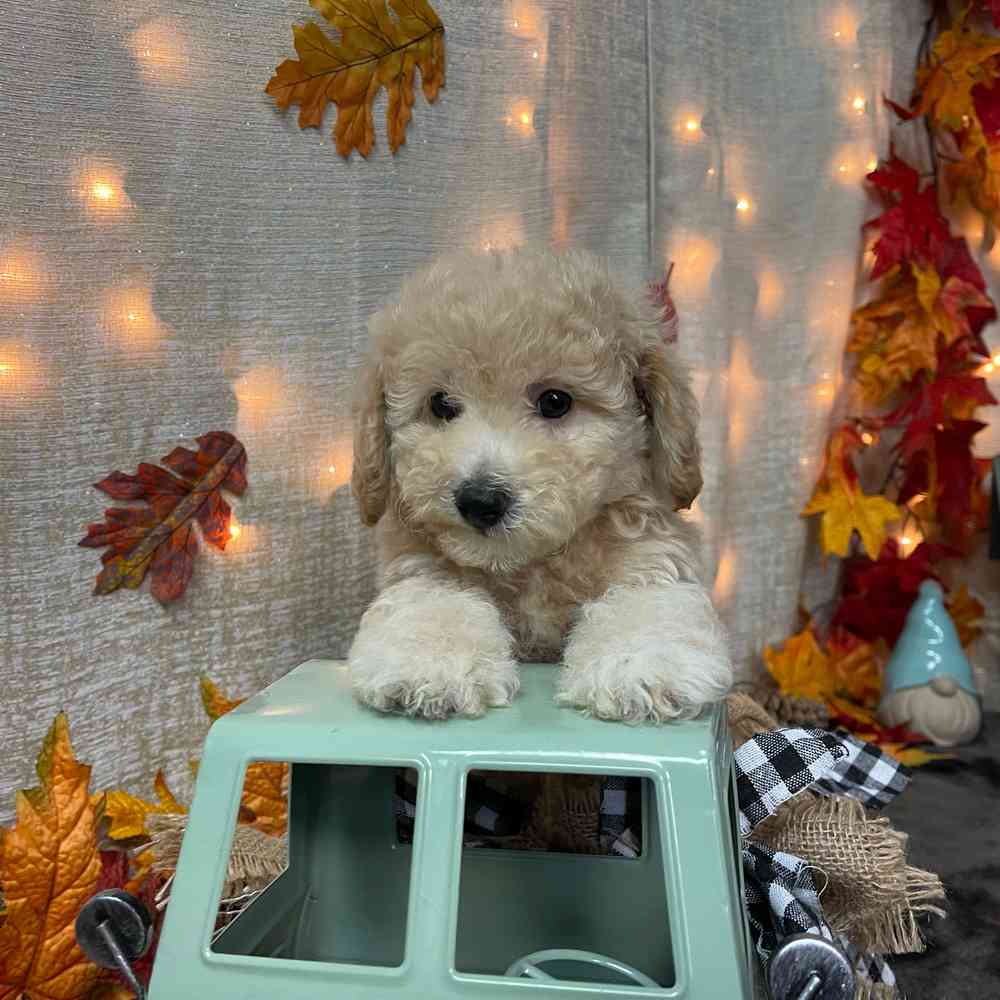 carousel pet images