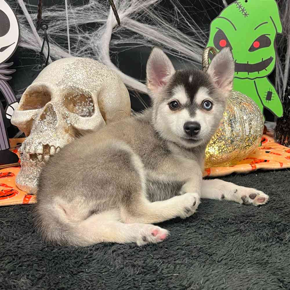 carousel pet images