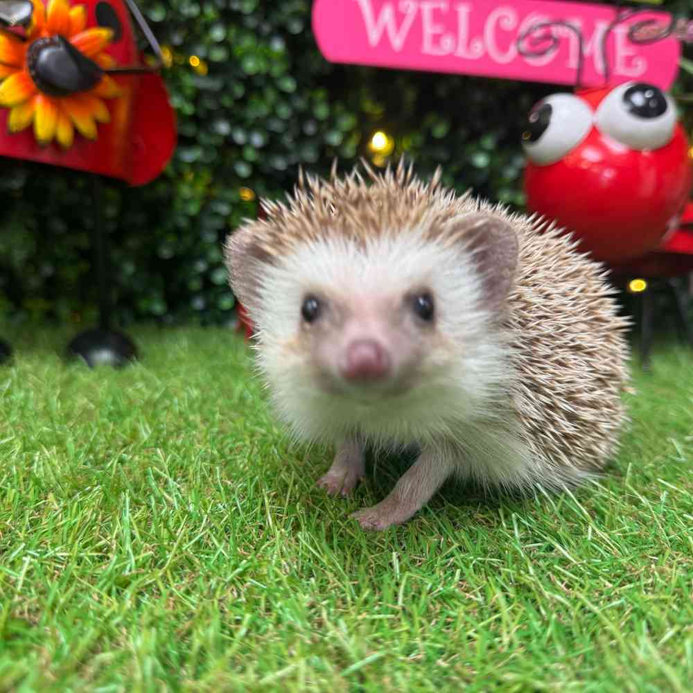 carousel pet images