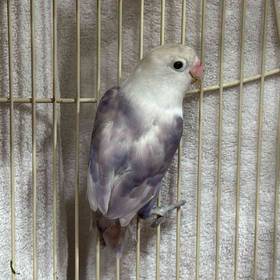 Lovebird
