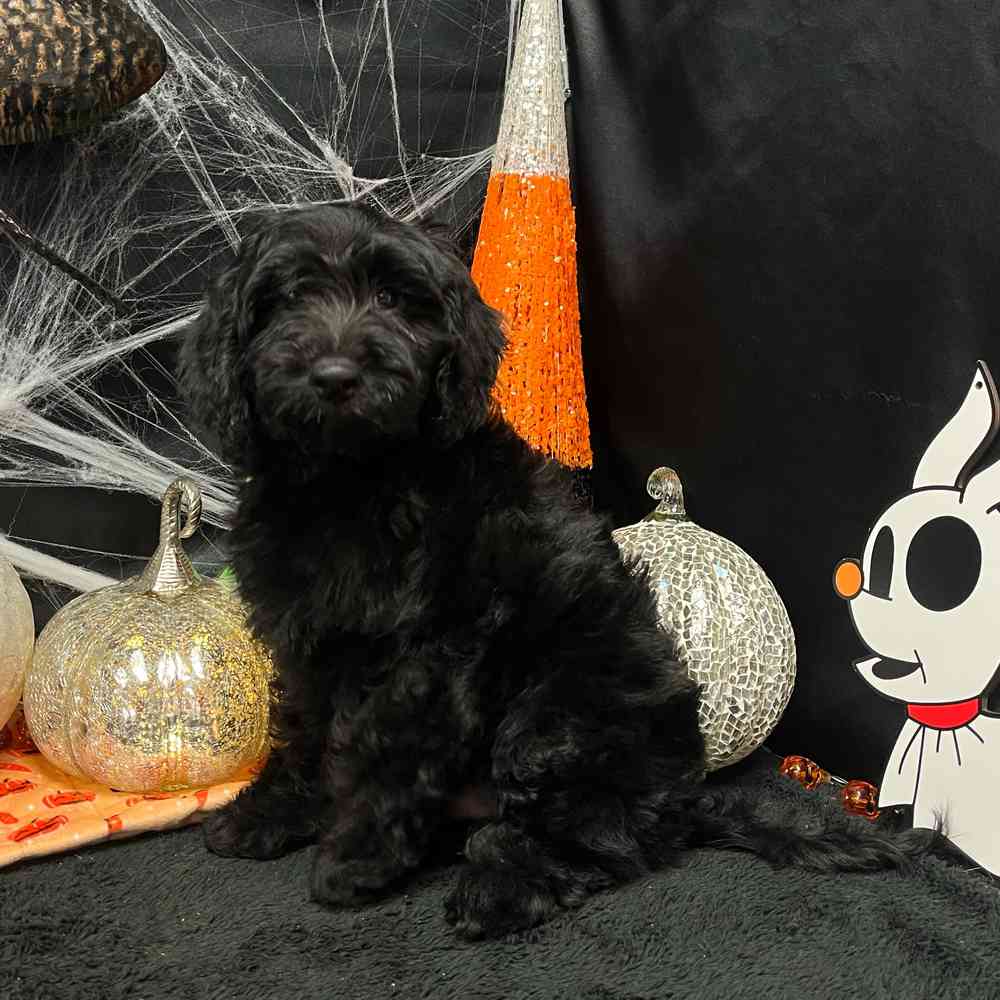 Image of a pet breed in the gallery