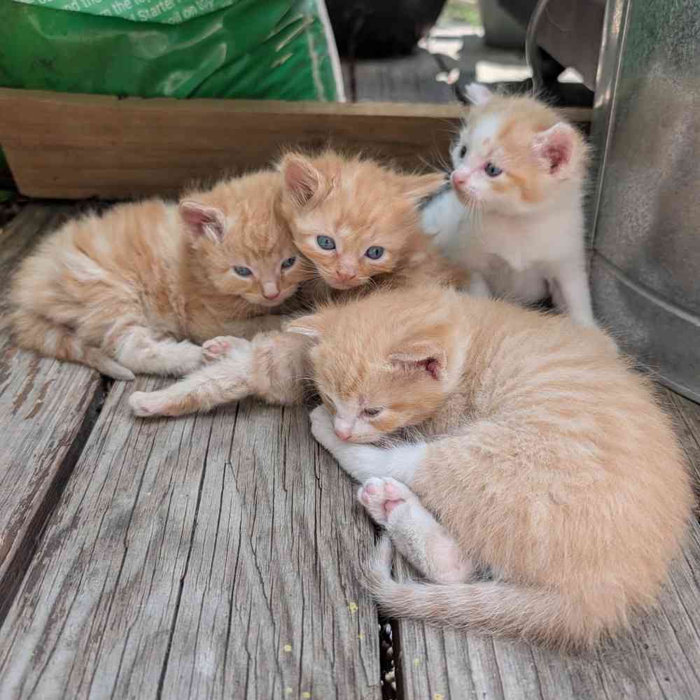 carousel pet images
