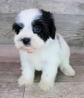 Yorkie-Poo