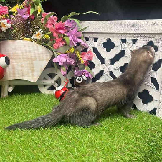 Ferret