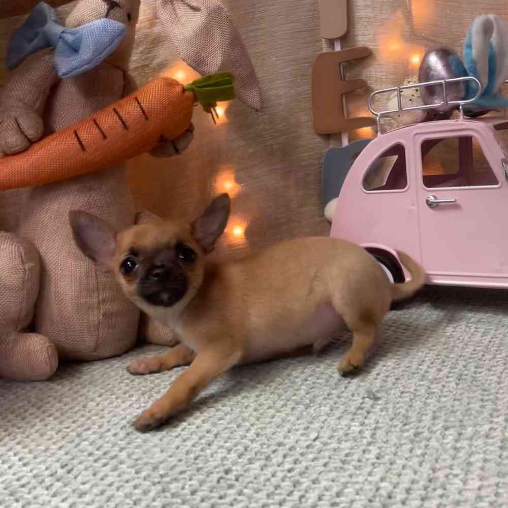 carousel pet images